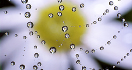 Spinnennetz mit Wassertropfen