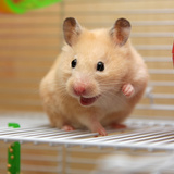 Hamster