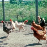 Verschillende soorten kippen