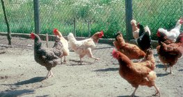 Verschiedene Hühnerrassen