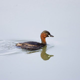 Little grebe