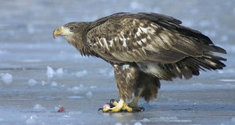 Seeadler auf dem Eis