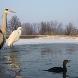 Blauwe reiger en grote zilverreiger op het ijs