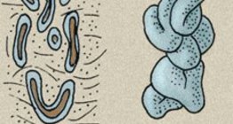 Hautdrüsen: Schweißdrüsen