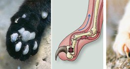 Anatomie der Katzenkralle