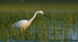 Grande aigrette qui pêche