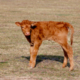 Kalf