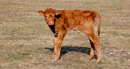 veau