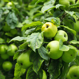 Pomme verte sur un arbre