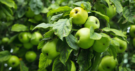 Grünerapfel auf dem Baum