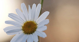 Marguerite