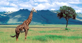 Giraffe