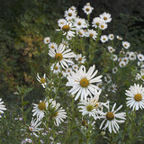 Herfstmargriet