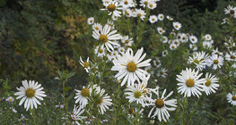 Marguerite commune