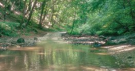 Cuha Bach in Bakony (Ungarn)