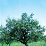 Appelboom