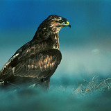 Buizerd