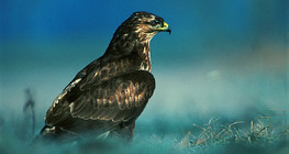 Common buzzard