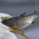 Great egret eating fish