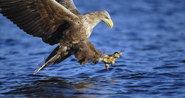 Seeadler beim Fischen