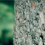 Stam van een appelboom