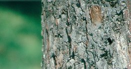 Stamm eines Apfelbaums