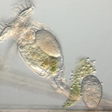 Raderdier dat eitjes draagt