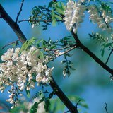 Robinier faux-acacia
