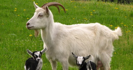 Chèvre et ses petits