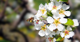 Blühender Apfelbaum