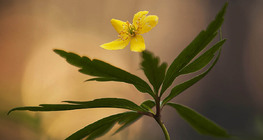 Anémone fausse renoncule