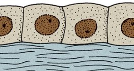 Isoprismatisches Epithel