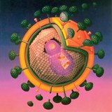 A HIV vírus szerkezete