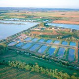 Fish ponds