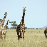 Giraffen im Serengeti Nationalpark