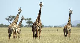 Girafes dans le Parc National du Serengeti