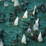 Wasserläufer ernähren sich