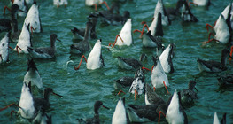 Wasserläufer ernähren sich