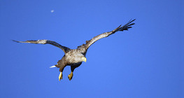 Seeadler