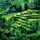 Rizières en terrasse à Bali
