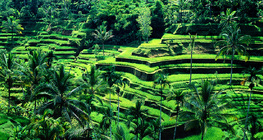 Rizières en terrasse à Bali