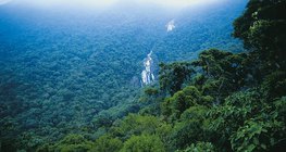 pluie de forêt tropicale