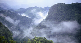 Urwald Selva Lacandona