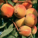 Peaches