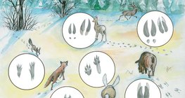 Traces d'animaux dans la neige