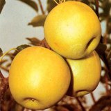 Golden Delicious, een gekweekte appel
