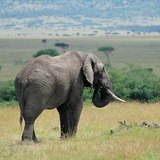 Olifant in de savanne
