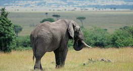 Elefant in der Savanne