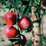 Appels