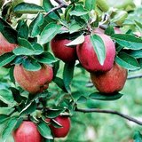 Starking Delicious-appel